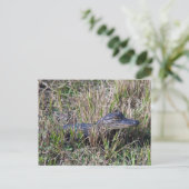 Baby Alligator Cute Natuur Florida Briefkaart (Staand voorkant)