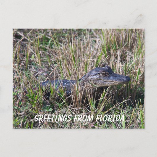 Baby Alligator Cute Natuur Florida personaliseren Briefkaart (Voorkant)