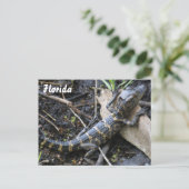 Baby Alligator in het briefkaart van Florida (Staand voorkant)