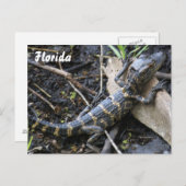 Baby Alligator in het briefkaart van Florida (Voorkant / Achterkant)