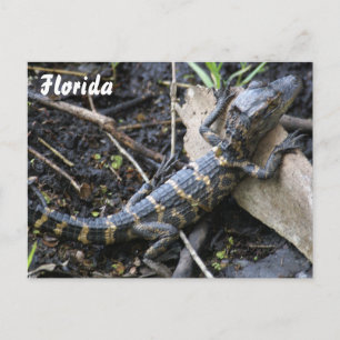 Baby Alligator in het briefkaart van Florida