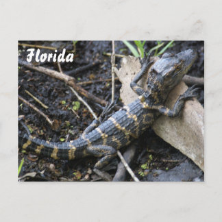 Baby Alligator in het briefkaart van Florida