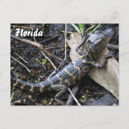 Baby Alligator in het briefkaart van Florida (Voorkant)