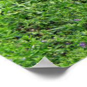 Baby Alligator Poster (Hoek)