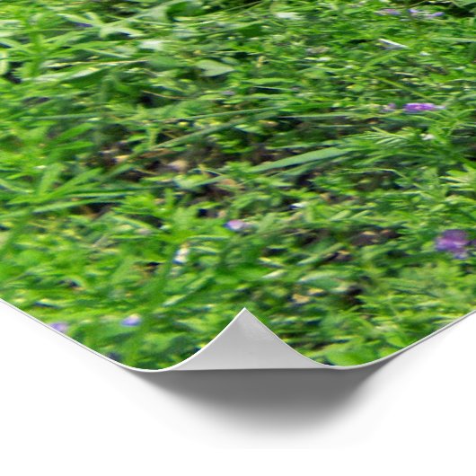 Baby Alligator Poster (Hoek)