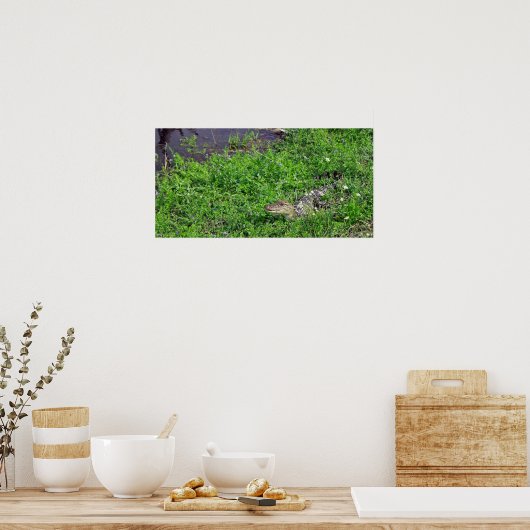 Baby Alligator Poster (Keuken)