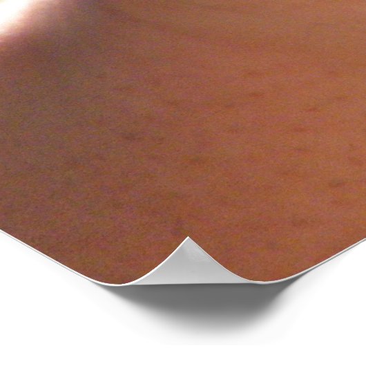 Baby Alligator Poster (Hoek)