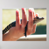 Baby Alligator Poster (Voorkant)