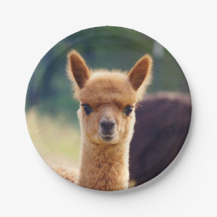 Baby Alpaca 7-inch Bord