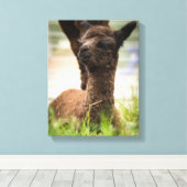 Baby Alpaca Canvas (Insitu (Houten vloer))