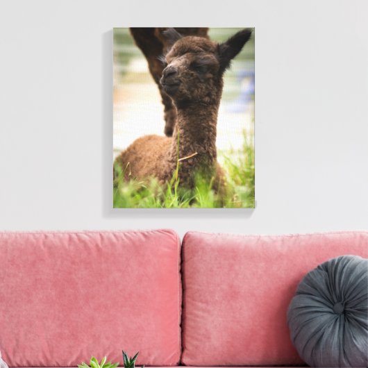 Baby Alpaca Canvas (Insitu (Woonkamer))