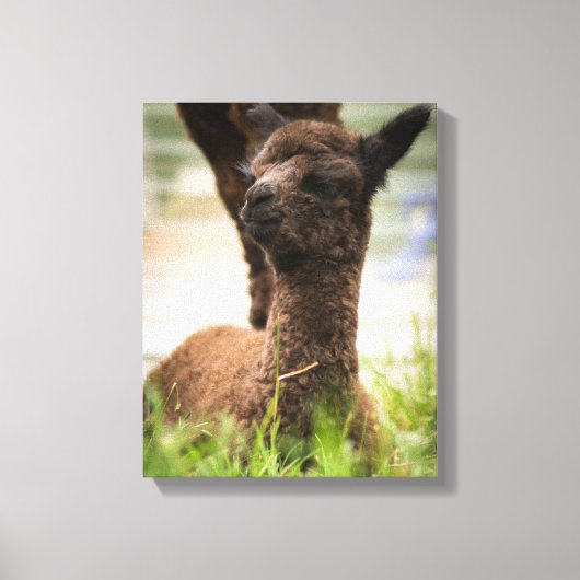 Baby Alpaca Canvas Afdruk (Voorkant)