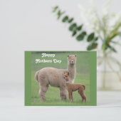 Baby Alpaca en moeder in het veld Briefkaart (Staand voorkant)