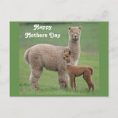 Baby Alpaca en moeder in het veld Briefkaart (Voorkant)