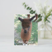 Baby Alpaca Gena Briefkaart (Staand voorkant)