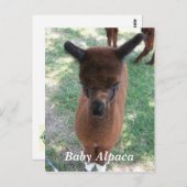 Baby Alpaca Gena Briefkaart (Voorkant / Achterkant)