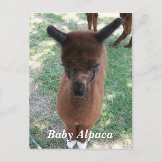 Baby Alpaca Gena Briefkaart