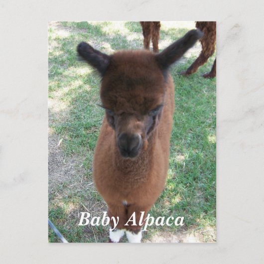 Baby Alpaca Gena Briefkaart (Voorkant)