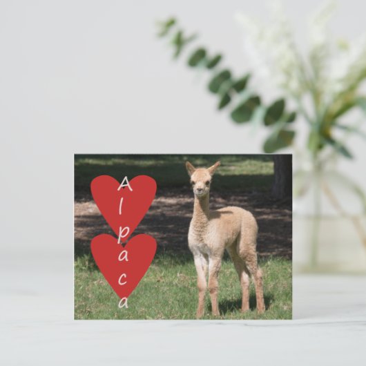 Baby alpaca love briefkaart (Staand voorkant)