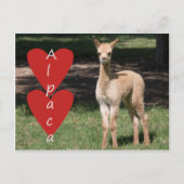 Baby alpaca love briefkaart (Voorkant)