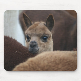 Baby Alpaca Muismat