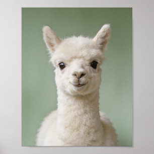 Baby Alpaca Portret – Mooie Dieren Muur Kunst voor Poster