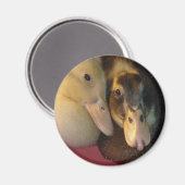 Baby Ancona Eenden Eendjes Dieren Magneet (Voorkant / Achterkant)