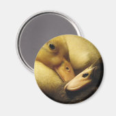 Baby Ancona Eenden Eendjes Dieren Magneet (Voorkant / Achterkant)