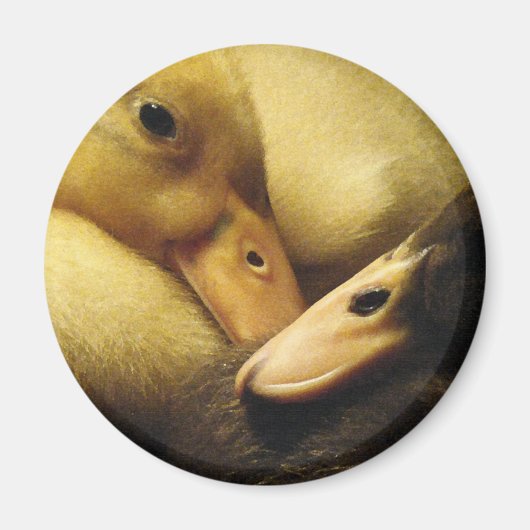 Baby Ancona Eenden Eendjes Dieren Magneet (Voorkant)