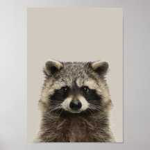 Baby Animals Neursery Poster - Racoon