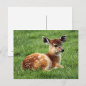 Baby Antelope Briefkaart (Voorkant / Achterkant)