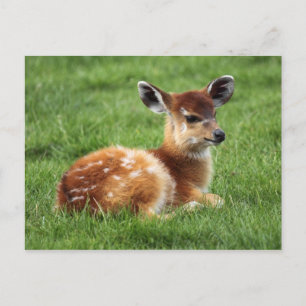 Baby Antelope Briefkaart