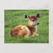 Baby Antelope Briefkaart (Voorkant)