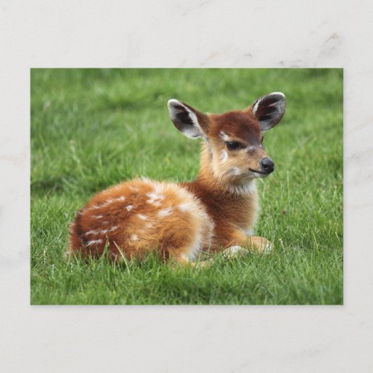 Baby Antelope Briefkaart (Voorkant)