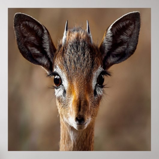 Baby Antelope Poster (Voorkant)