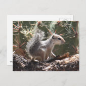 Baby Antelope Squirrel Briefkaart (Voorkant / Achterkant)