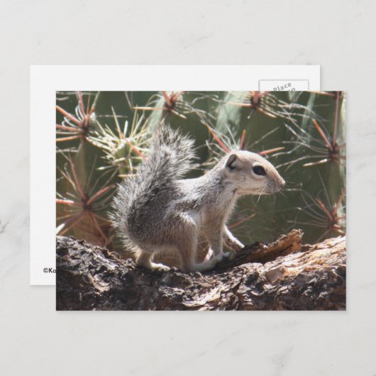 Baby Antelope Squirrel Briefkaart (Voorkant / Achterkant)