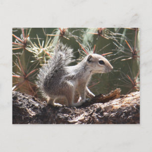 Baby Antelope Squirrel Briefkaart