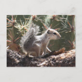 Baby Antelope Squirrel Briefkaart (Voorkant)