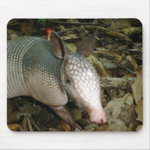 Baby Armadillo Muismat