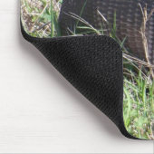 Baby Armadillo ©TDH Muismat (Hoek)