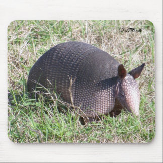 Baby Armadillo ©TDH Muismat