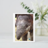 Baby Asian Elephant_03 Briefkaart (Staand voorkant)