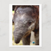 Baby Asian Elephant_03 Briefkaart (Voorkant)
