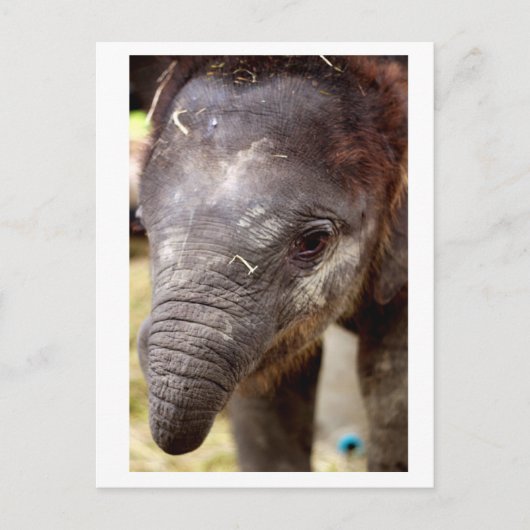 Baby Asian Elephant_03 Briefkaart (Voorkant)