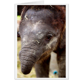 Baby Asian Elephant gift card - 02