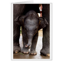 Baby Asian Elephant gift card - 03