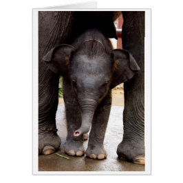 Baby Asian Elephant gift card - 03