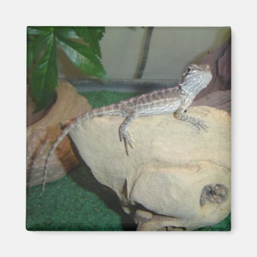 Baby Baardagaam Magneet (Voorkant)