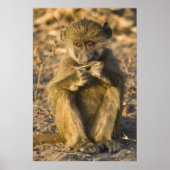 Baby Baboon Monkey Africa zit Poster (Voorkant)